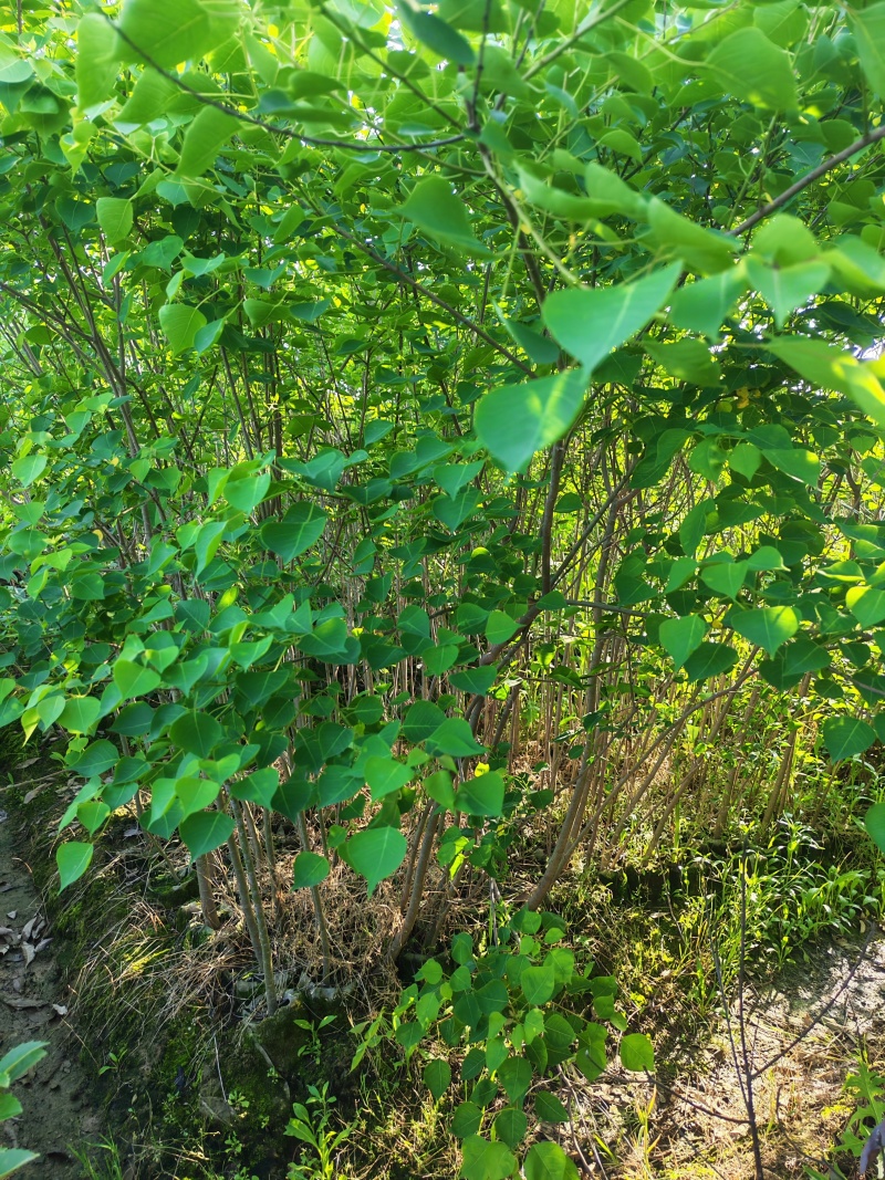 乌桕杯苗地径0.6-2公分乌桕袋苗山乌桕芽苗