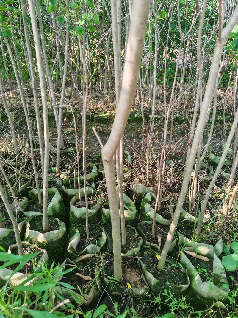 乌桕杯苗地径0.6-2公分乌桕袋苗山乌桕芽苗