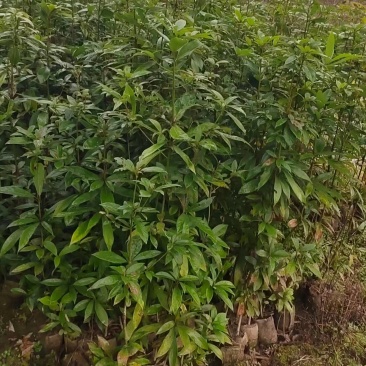 楠木杯苗闽楠杯苗桢楠袋苗浙江楠杯苗金丝楠木小苗