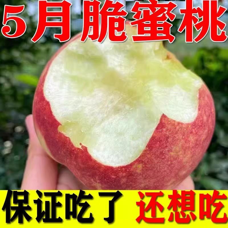 四川中脆桃春蜜桃产地直发大量有货桃子原产地一手货源
