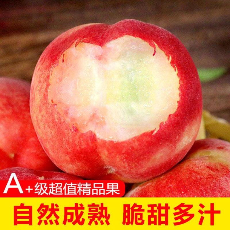四川中脆桃春蜜桃产地直发大量有货桃子原产地一手货源