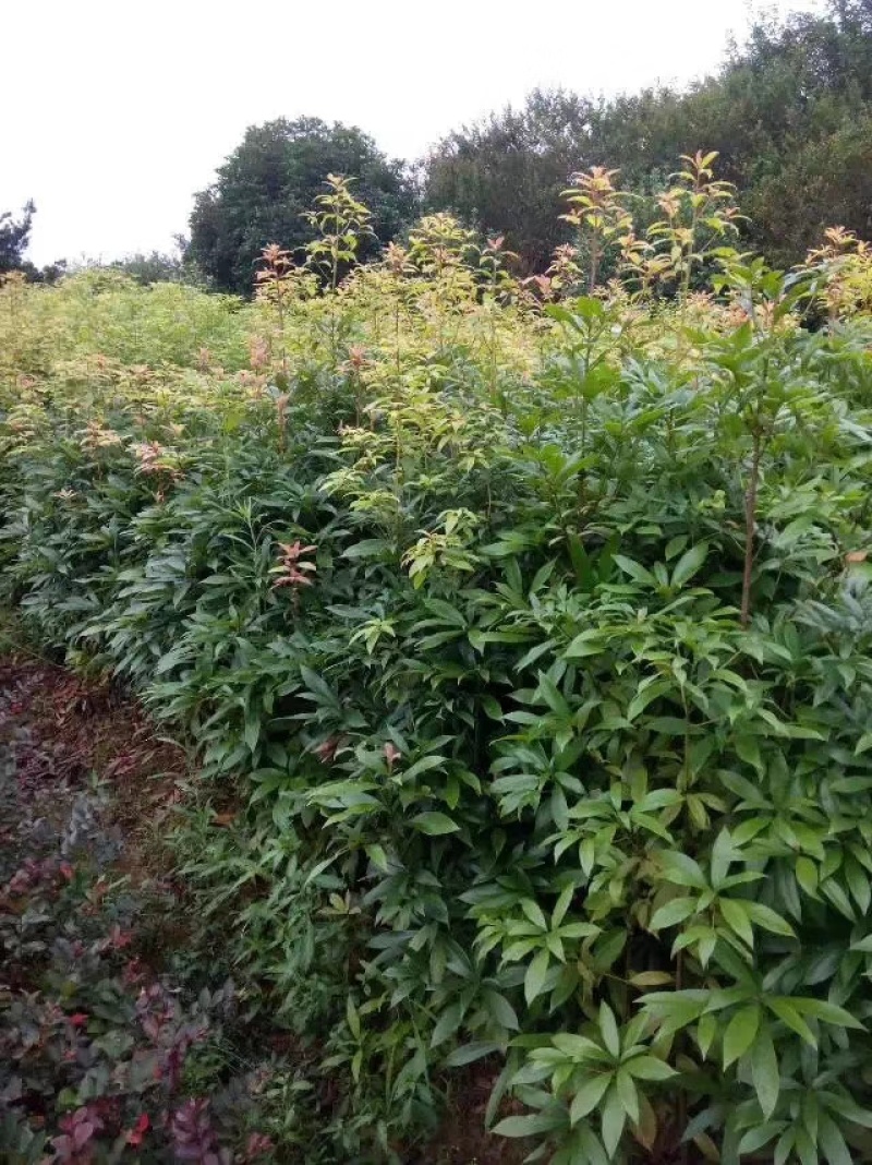 楠木杯苗闽楠杯苗桢楠袋苗浙江楠杯苗金丝楠木小苗
