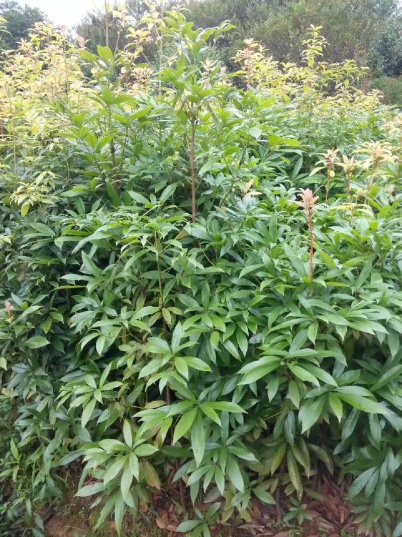 楠木杯苗闽楠杯苗桢楠袋苗浙江楠杯苗金丝楠木小苗