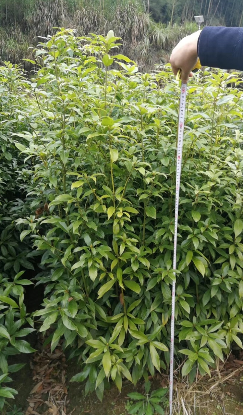 楠木杯苗闽楠杯苗桢楠袋苗浙江楠杯苗金丝楠木小苗