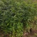 楠木杯苗闽楠杯苗桢楠袋苗浙江楠杯苗金丝楠木小苗