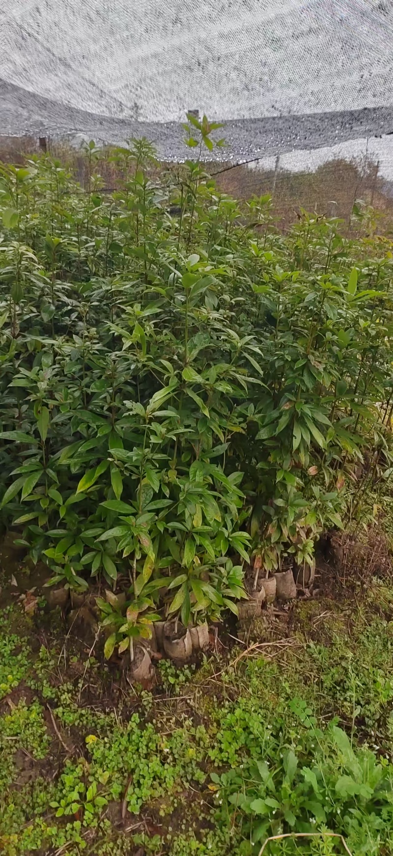 楠木杯苗闽楠杯苗桢楠袋苗浙江楠杯苗金丝楠木小苗
