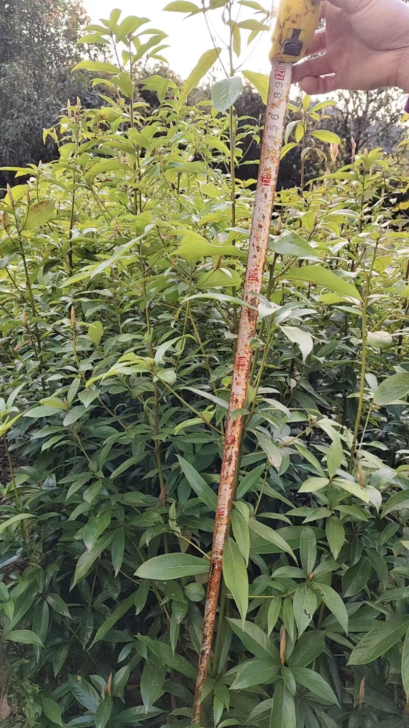 楠木杯苗闽楠杯苗桢楠袋苗浙江楠杯苗金丝楠木小苗