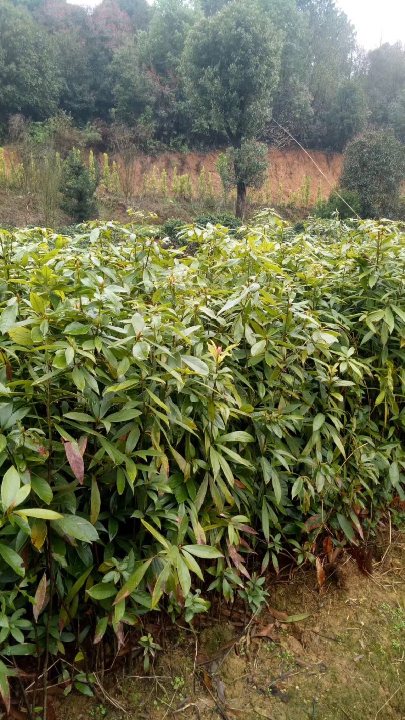 楠木杯苗闽楠杯苗桢楠袋苗浙江楠杯苗金丝楠木小苗