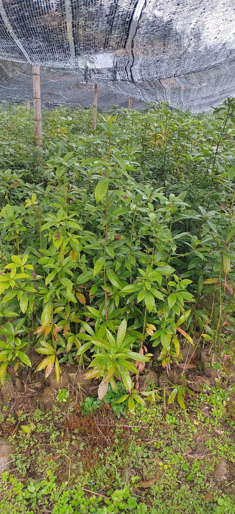 楠木杯苗闽楠杯苗桢楠袋苗浙江楠杯苗金丝楠木小苗