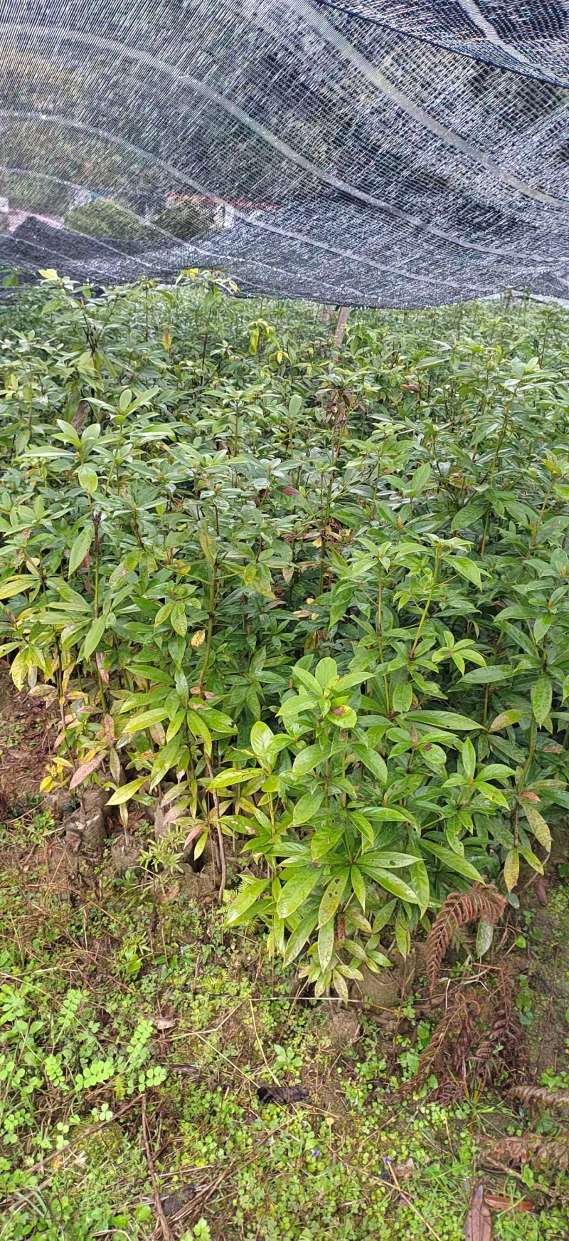 楠木杯苗闽楠杯苗桢楠袋苗浙江楠杯苗金丝楠木小苗