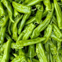 陕北定边牛角椒6月中旬大量上市支持各种包装视频看货
