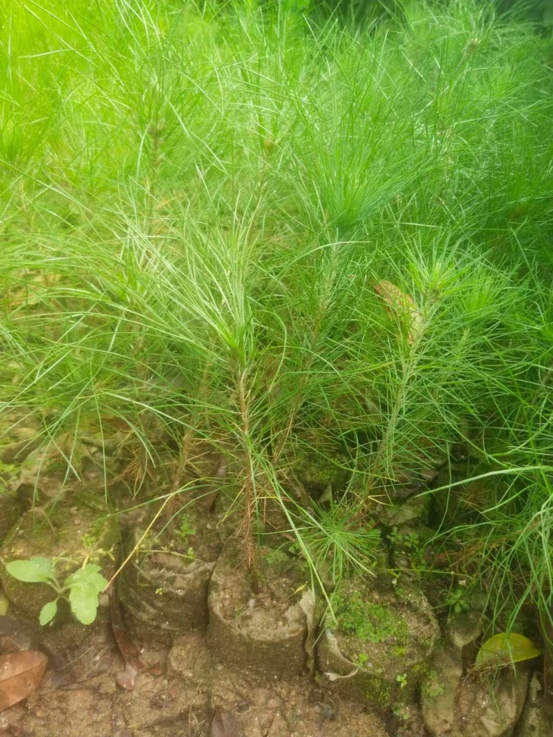 湿地松杯苗湿地松小苗湿地松袋苗