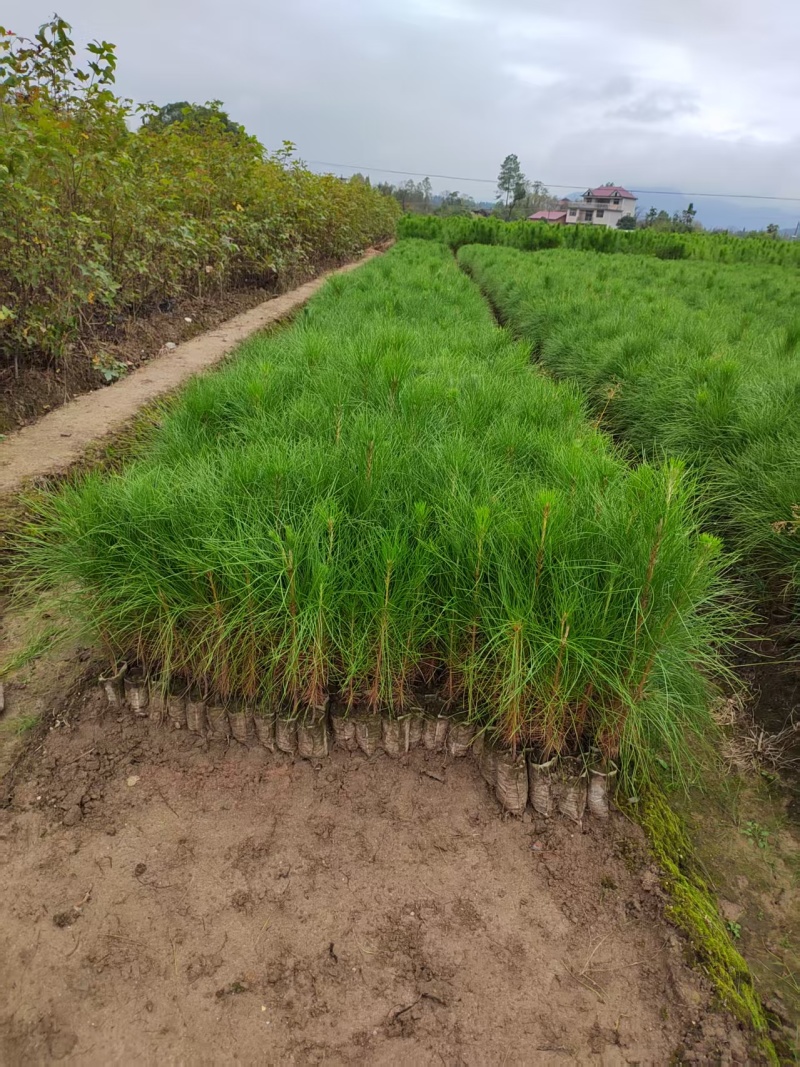 湿地松杯苗湿地松小苗湿地松袋苗