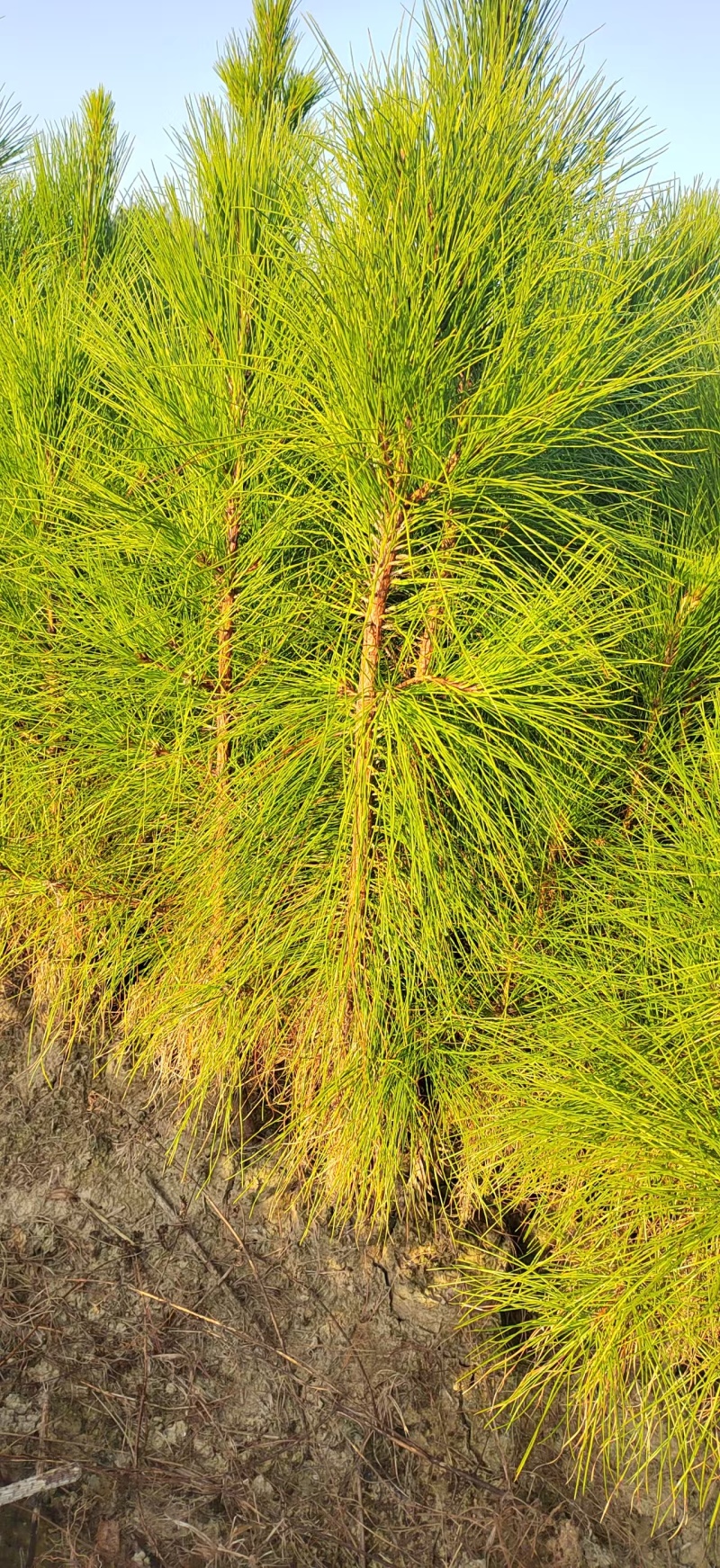湿地松杯苗湿地松小苗湿地松袋苗