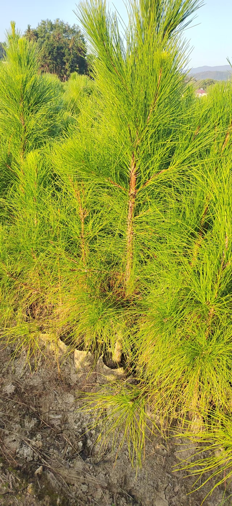 湿地松杯苗湿地松小苗湿地松袋苗