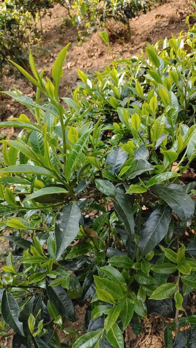 正宗普洱高山茶大量上市喜欢的朋友赶快下手