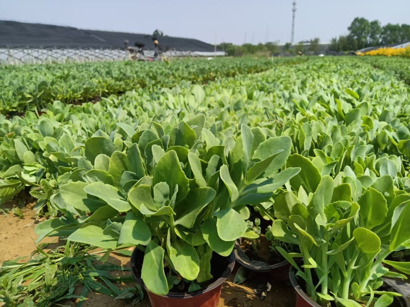 青州八宝景天基地直销，有营养杯苗，110盆，加仑盆的