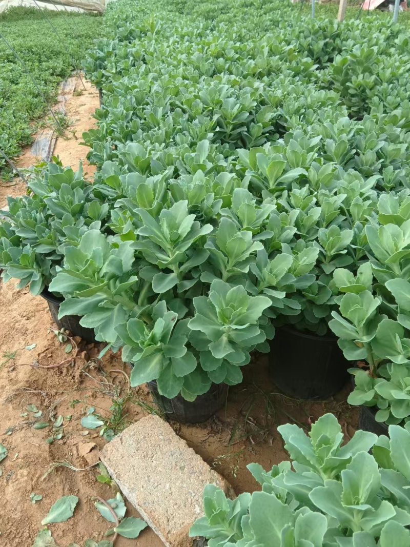 青州八宝景天基地直销，有营养杯苗，110盆，加仑盆的