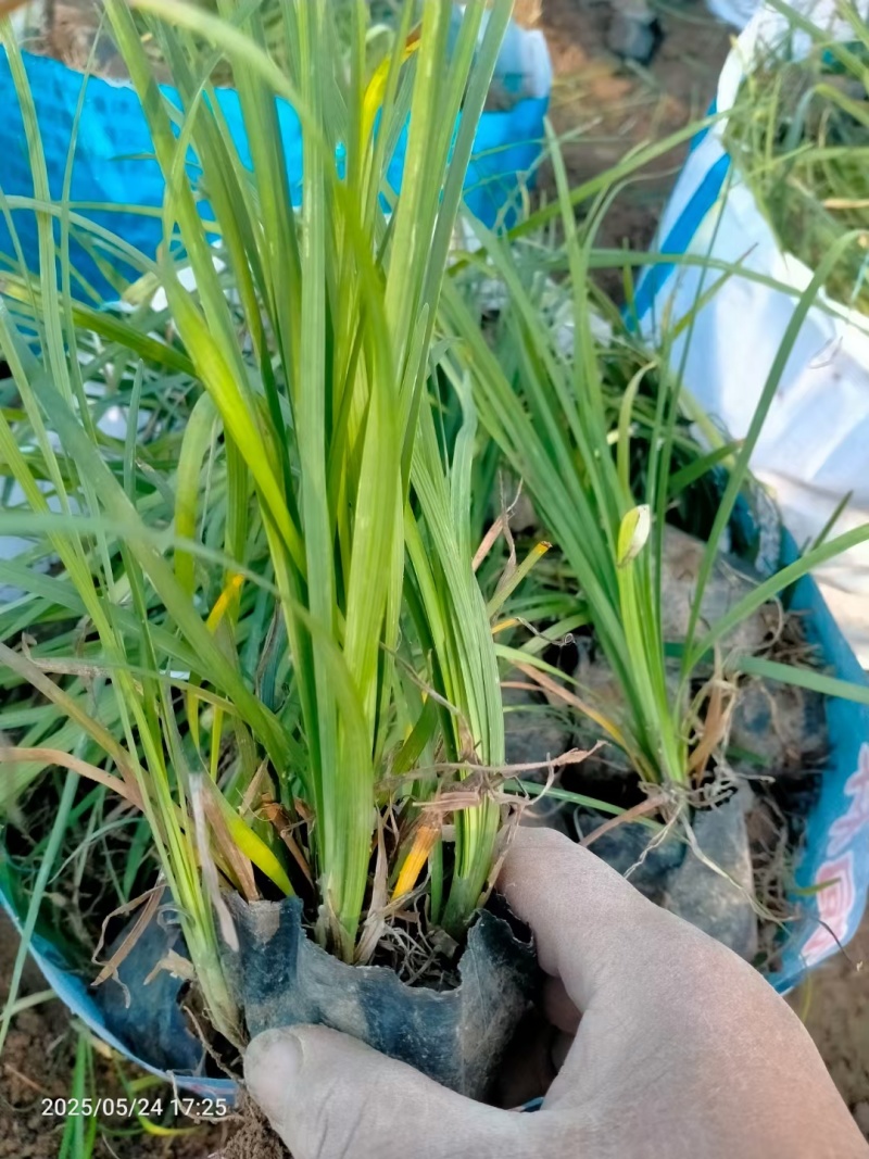 麦冬草，基地直销，有细叶麦冬，宽叶麦冬，矮麦冬，金边麦冬