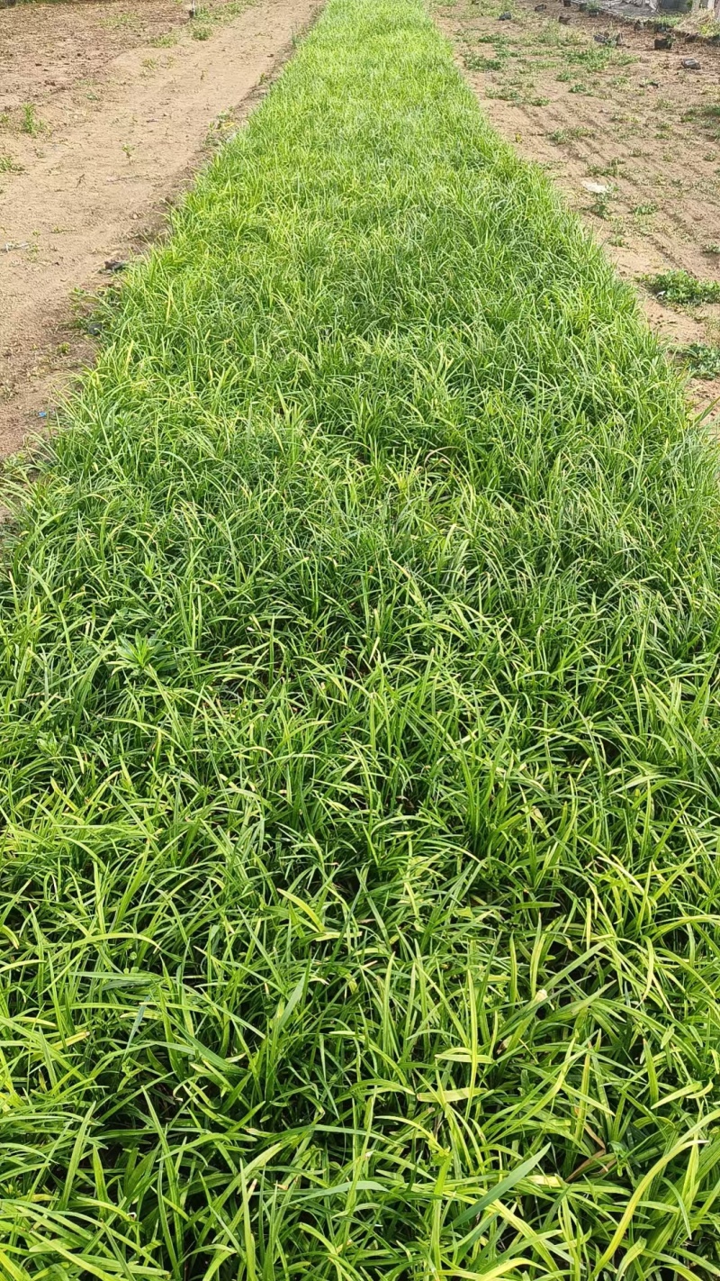 麦冬草，基地直销，有细叶麦冬，宽叶麦冬，矮麦冬，金边麦冬