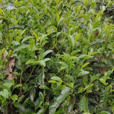 正宗普洱高山茶大量上市喜欢的朋友尽快下手