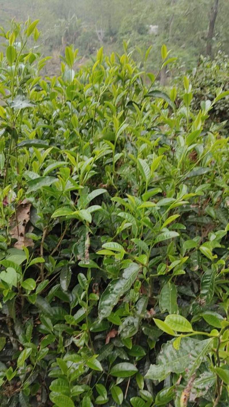 正宗普洱高山茶大量上市喜欢的朋友尽快下手