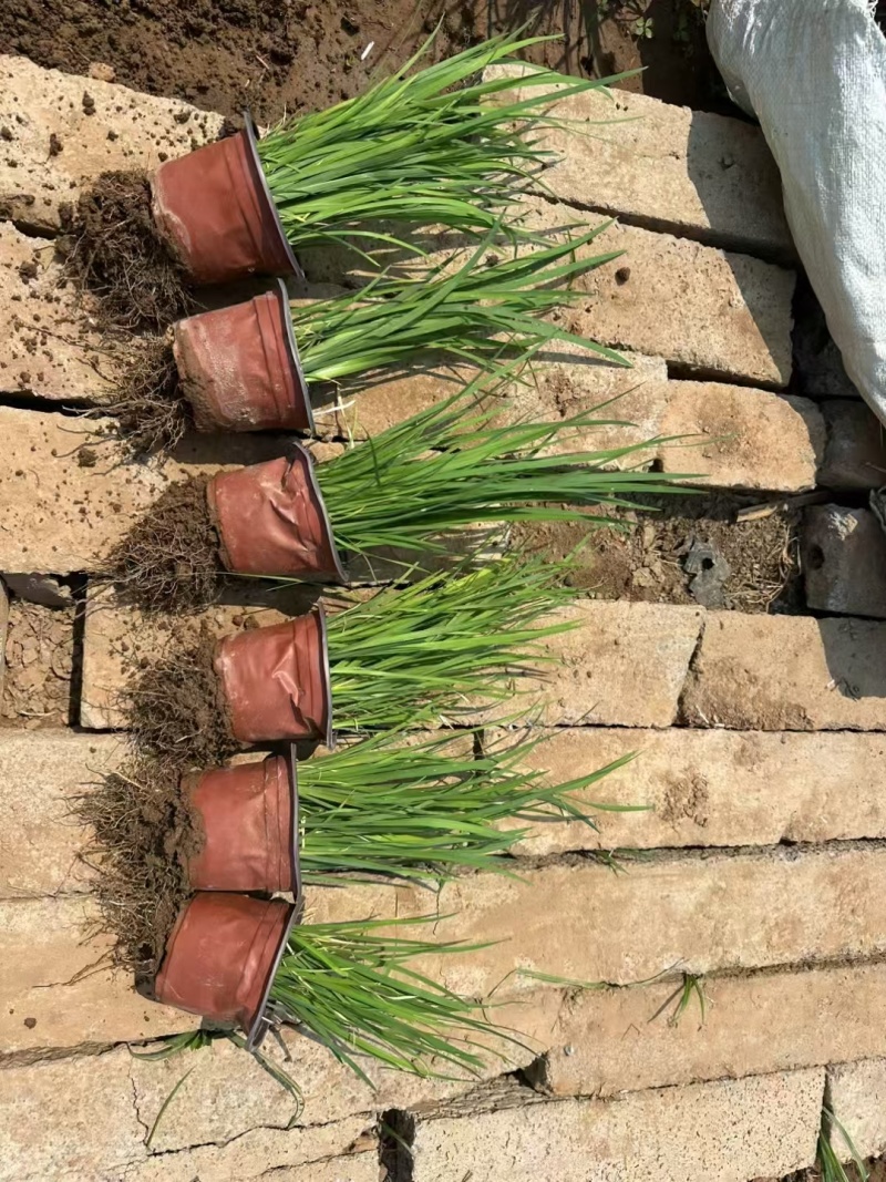 马兰基地直销，营养杯苗，110盆的大量有货