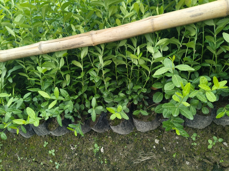 小叶扶芳藤大杯，平面高度35-40cm，有量，欢迎订购。