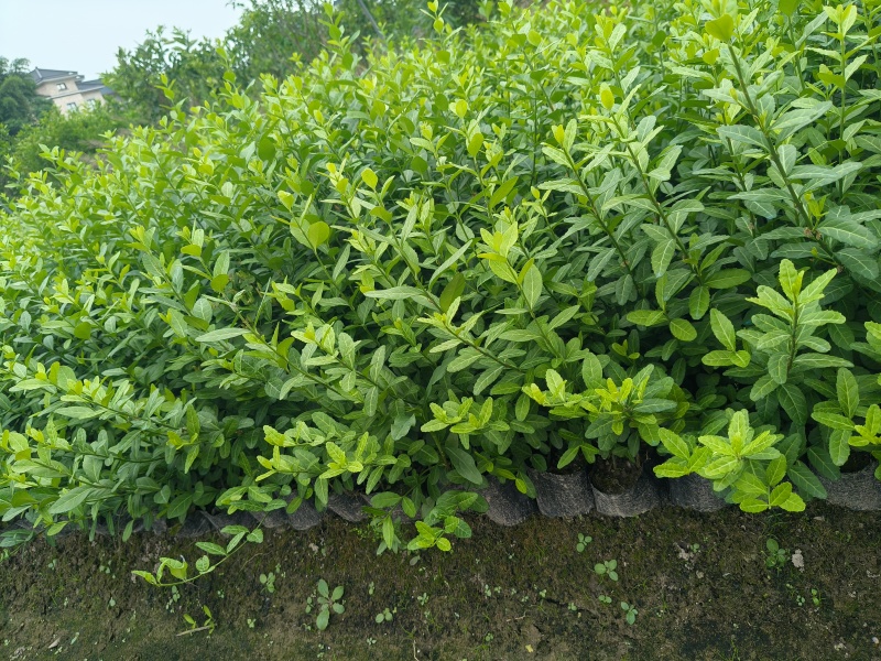 小叶扶芳藤大杯，平面高度35-40cm，有量，欢迎订购。