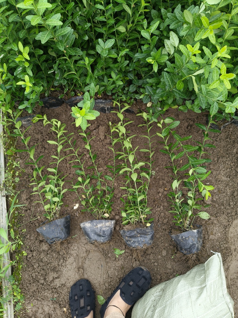 小叶扶芳藤大杯，平面高度35-40cm，有量，欢迎订购。