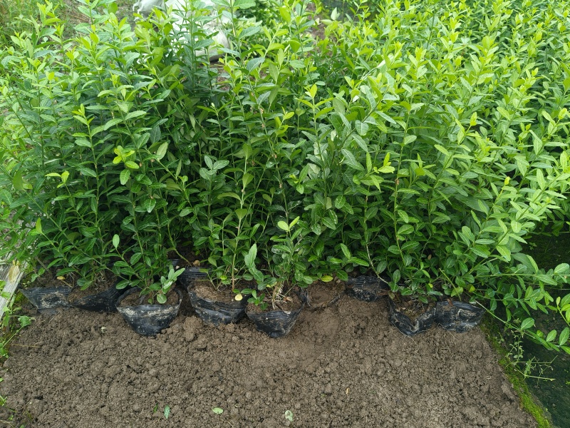 小叶扶芳藤大杯，平面高度35-40cm，有量，欢迎订购。