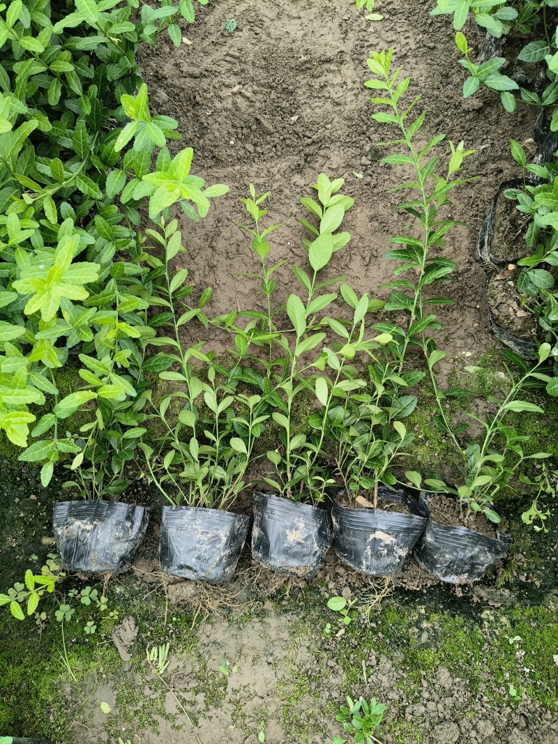 小叶扶芳藤大杯，平面高度35-40cm，有量，欢迎订购。
