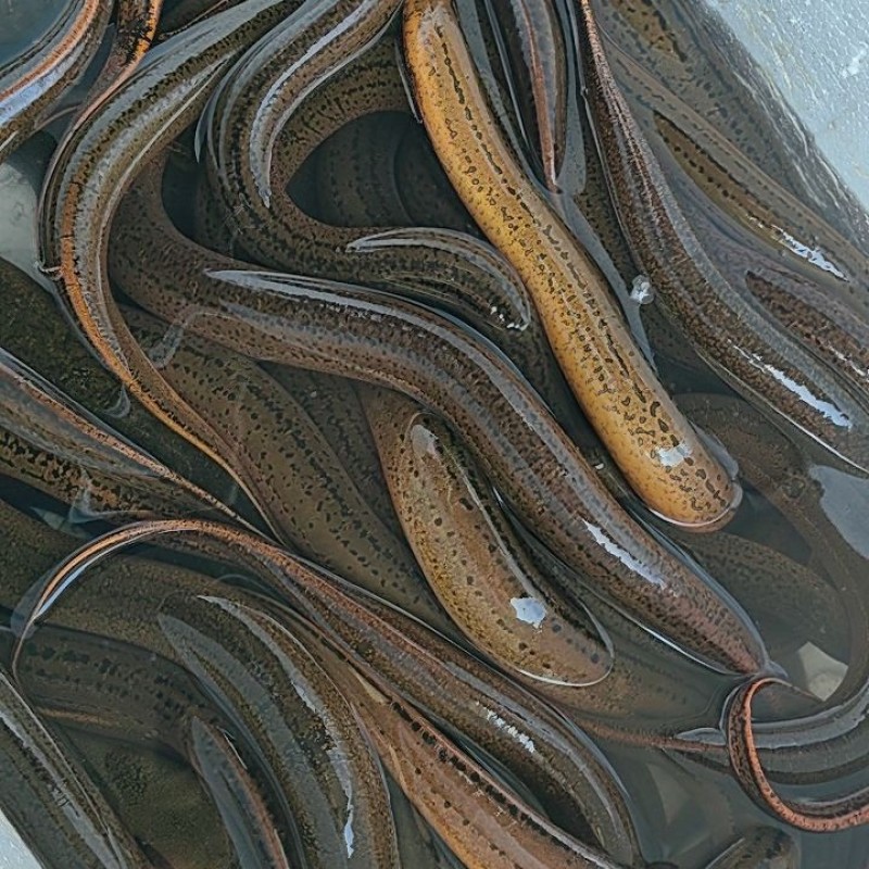 鳝鱼段冷冻全国批发价大量供应，一手货源新鲜