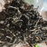 正宗普洱高山茶大量上市喜欢的朋友赶快下手