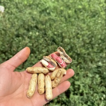 鲜花生红米花生大量供应产地一手直发量大价优