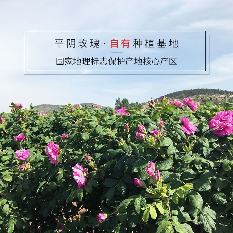 玫瑰花茶干玫瑰花茶叶正宗平阴玫瑰花花草茶山东平阴玫瑰花批发