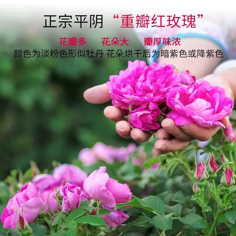 玫瑰花茶干玫瑰花茶叶正宗平阴玫瑰花花草茶山东平阴玫瑰花批发
