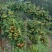 精品山茶油货源充足量大从优质量保证诚心经营欢迎咨询