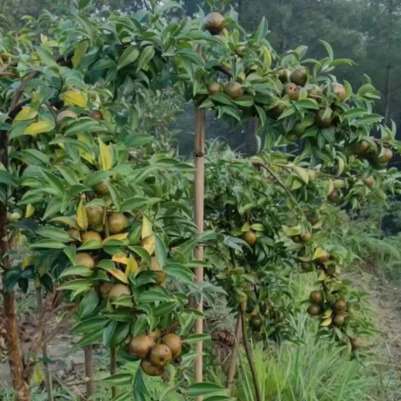 精品山茶油货源充足量大从优质量保证诚心经营欢迎咨询