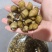 台州精品淡水黄螺蛳通货，无沙石