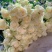 蜜山雪桃（香槟）