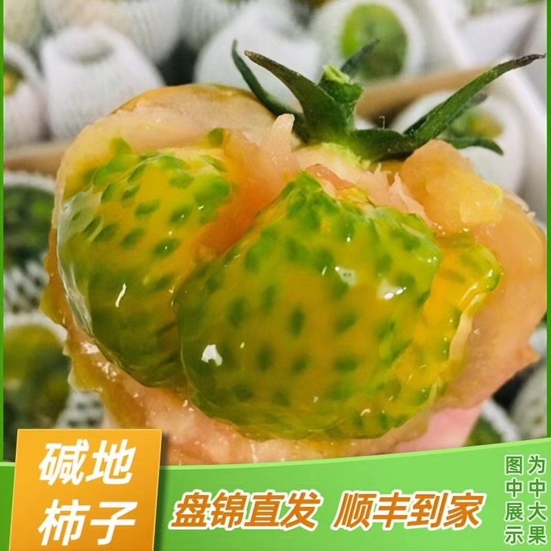 盘锦碱地柿子铁皮柿子大洼西红柿批发电商社区团购一件代发