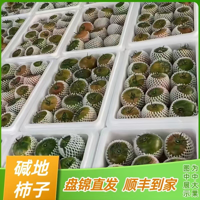 盘锦碱地柿子铁皮柿子大洼西红柿批发电商社区团购一件代发