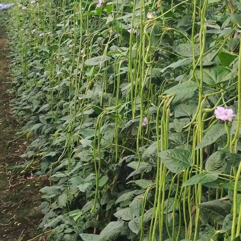 长豆角青条豆角，产地直发，品质保证量大从优，欢迎选购