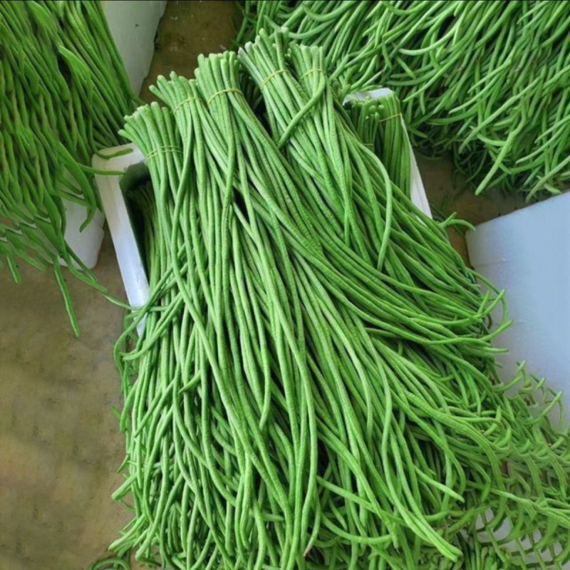 长豆角青条豆角，产地直发，品质保证量大从优，欢迎选购