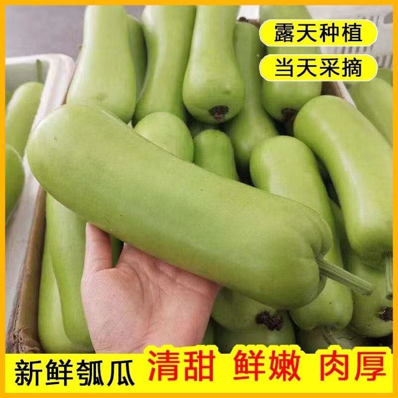瓢瓜瓠瓜上市，产地直发，品质保证，量大从优，欢迎来电