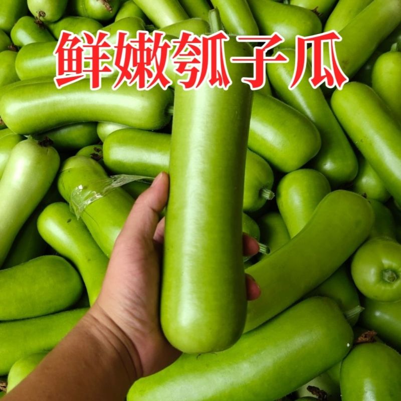 瓢瓜瓠瓜上市，产地直发，品质保证，量大从优，欢迎来电