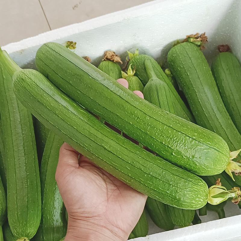 香丝瓜，全国发货，保质保量，可对接各大电商商超等