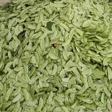【牛商推荐】绿扁豆货源充足全国发货，产地直供