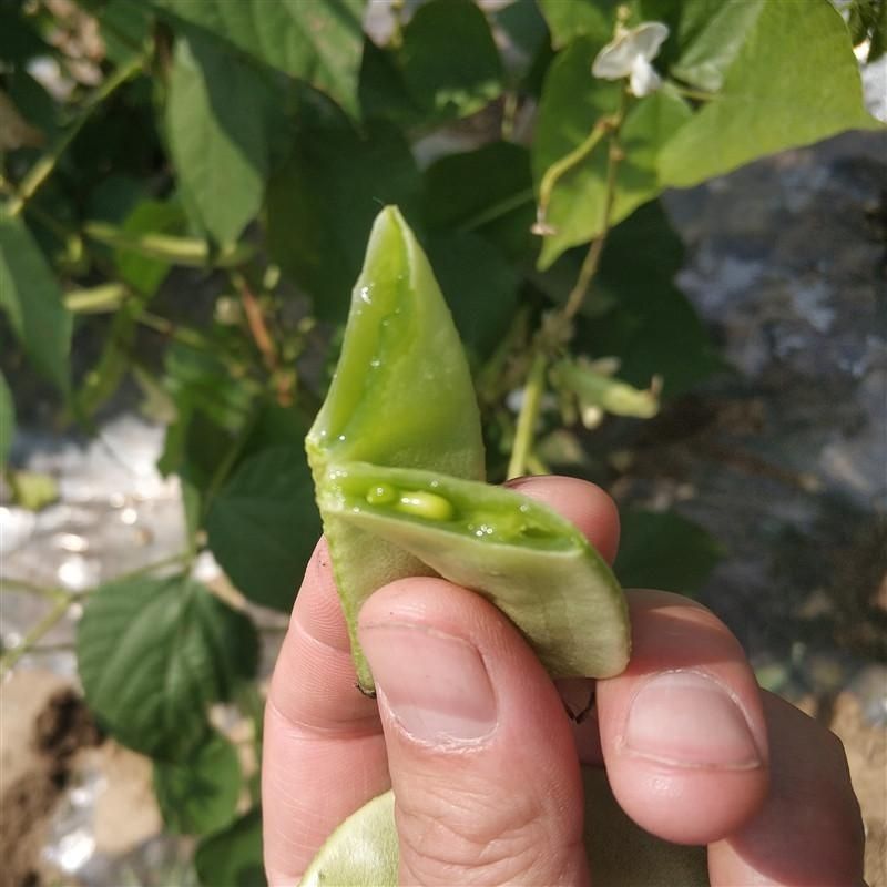 【牛商推荐】绿扁豆货源充足全国发货，产地直供